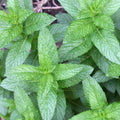 Set 4 Spearmint Plants, 4 to 7 Inch Tall Fresh Herb Starter Plant, Without Pot, Live Spearmint Plant for Patio and Garden, Culinary Herbs Fragrant Leaves