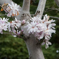 Star Magnolia Tree Live Plant, White Magnolia Shrub Tree Live Plant in 2.5" Pot, 6-12 Inches Tall