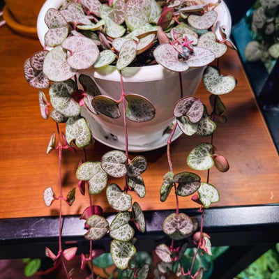 Variegated String of Hearts Plant Live, Trailing Succulent Vine Plant Live, 2.5 Inches Pot
