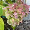 White Pink to Green Hydrangea Live Plant 4" Pot, Hydrangea Shrub Flower Plants for Outdoor or Indoor Planting, Change Color Perennial Plant