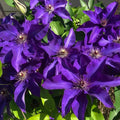 Purple Clematis Live Plant in 2.5" Pot, Flowering Climbing Clematis Vine Starter for Outdoor Garden and Trellis, Well Rooted