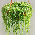 String of Pearls Plant Live, Trailing Succulent Vine, Rare Live Indoor Plant in Pot