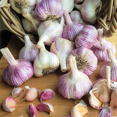 1 Pound Mixed Garlic Bulbs for Planting, Fresh Heirloom Garlic Bulbs for Growing Outdoors Garden