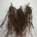 10 Lilies of The Valley Bulbs, Lily of The Valley Bulbs, Lily of The Valley Bulbs for Planting, Prennial Flower Bulbs