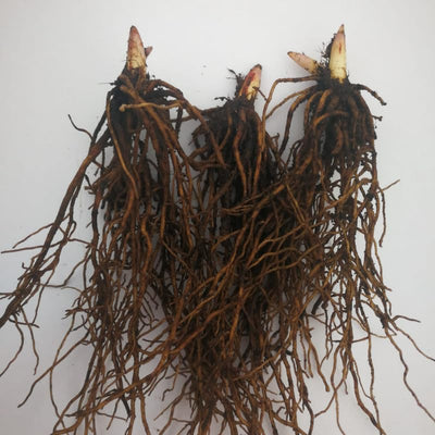 10 Lilies of The Valley Bulbs, Lily of The Valley Bulbs, Lily of The Valley Bulbs for Planting, Prennial Flower Bulbs