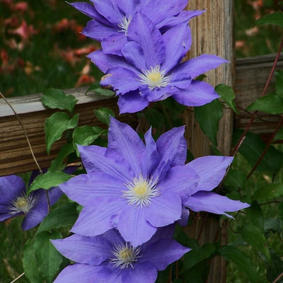 Clematis Vine Plants Live in Pot, 8 Months Old Seedlings Climbing Flowering, Outdoor Trellis Fences, Cold Hardy (Blue Clematis)