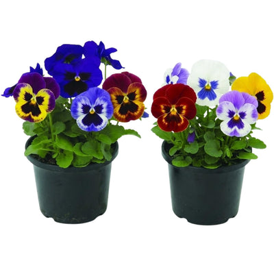 Pack of 2 Pots Pansies Live Plant, Pansy Flower Plant, Vibrant Blooms Pansies Plants for Outdoor Garden