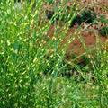 Yellow Gold Ornamental Grasses Live Plants Perennial, Maiden Grass Perennial, Live Miscanthus Grass Plant, 5 to 10 Inc Tall