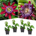 2 Abundant Bloom Deep Red Passion Flower Plants Live, Passiflora Live Plant for Trailing, Climbing Trellis Outdoor, 5-9" in Tall, Perennial, Fragrant