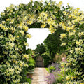 White Yellow Honeysuckle Fragrant Climbing Honeysuckle Plant Live Vine, Lonicera Perennial Honeysuckle Plants, 5-9 Inches, No Pot