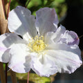 Clematis Vine Plant Live for Planting, White Clematis Plant Live in 2.5 Inches Pot, Climbing Clematis Flowers Perennial