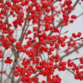 Red Winterberry Live Plant Ilex Winter Berry Holly Starter Plant in 4 Inch Pot for Garden