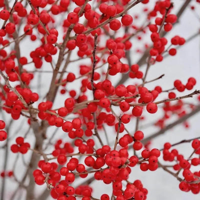 Red Winterberry Live Plant Ilex Winter Berry Holly Starter Plant in 4 Inch Pot for Garden
