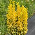 Glow Holly Plant Live in 4 Inch Pot, Japanese Holly Bush Live Plant for Planting, Winterberry Holly Shrub