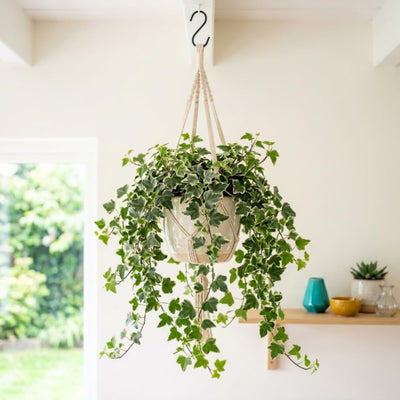 Variegated English Ivy Live Plant, Ivy Plant Live, 4 Inc Pot, 4-7 Inc Tall, Easy Care Trailing Indoor Houseplant for Hanging Baskets, Container Gardens