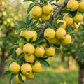 Golden Apple Tree Plant Live, Landscape Fruit Tree, 2-3 Ft Tall