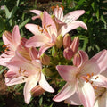 2 Pink White Lily Bulbs, Giant Lily Flower Bulbs for Planting, Lily Flowering Bulbs, Lily Spring Bulbs, Outdoor Indoor Flower Bulbs to Plant