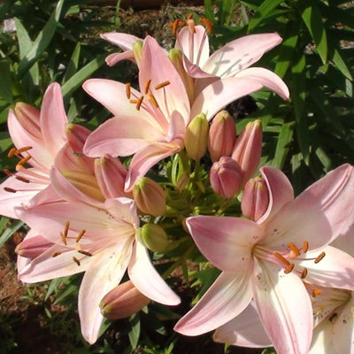 2 Pink White Lily Bulbs, Giant Lily Flower Bulbs for Planting, Lily Flowering Bulbs, Lily Spring Bulbs, Outdoor Indoor Flower Bulbs to Plant