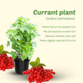 Live Currant Bush Plant Fast Growing, Ready Bear Fruit Within 1 Year - No NC, WV, NH, 6-14" Tall, Great for Backyard or Orchard Growing, Currant Plant (High-yielding)