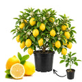 Live Meyer Lemon Tree, Potted Citrus Plant, 3-5 Inches Tall