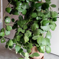 Green Hoya Kerrii Heart Plant Live, Hoya Plant, Hoya Kerrii Plant Live 2 Inches Pot for Planting