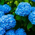 Hydrangea Plant Pot, Hydrangea Tree Live Plant, Hydrangea Live Plant, 6 to 12 Inches Tall (Blue)