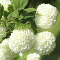 Old Fashion Snowball Viburnum Plant White Viburnum Shrub in 4 Inch Pot Viburnum Highbush Starter Plant