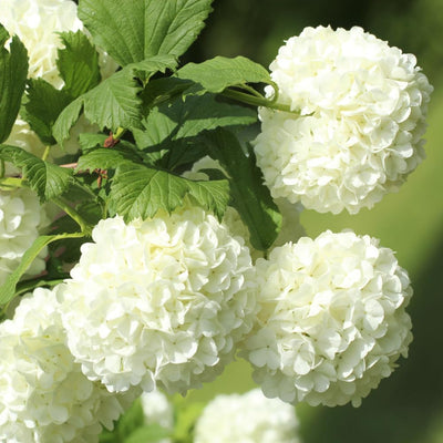 Old Fashion Snowball Viburnum Plant White Viburnum Shrub in 4 Inch Pot Viburnum Highbush Starter Plant