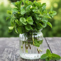 Live Mojito Mint Herb Plant, Perennial Mint Plant, Fragrant Mints, 5-7 Inches Tall for Indoor or Outdoor Growing