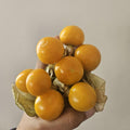 Cape Gooseberry Plant in 4" Pot, Well Rooted Golden Berry Fruit Plant 7-10 Inches, Outdoor Growing