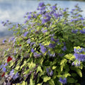 Live Blue Bluebeard Plant Shrub Bush Flower Plant, Caryopteris Plant in 4 Inc Pot