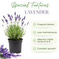 Lavender Plant Live, Phenomenal Lavender Plant Live Indoor Outdoor, Vibrant Bloom, 8 to 10 Inc Tall, Quart Pot, Fragrant Lavandula Seedling for Patio and Container