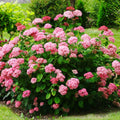 Change Color Hydrangea Live Plant in 2.5 Inch Pot, Hydrangea Trees Shrub Bush Perennial Outdoor Planting (Pink Red Bigleaf)