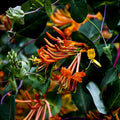 Mandarin Climbing Honeysuckle Plant Live, Fragrant Honeysuckle Plants Vine Bushes in 2.5 Inch Pot