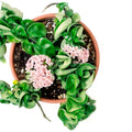 Hoya Plant Live Houseplants, Hoya Live Plant, in 4" Pot, Hoya Hindu Rope