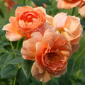 Live Apricot Orange-Pink Rose Bush Plant Live Shrub Rebloomer, Fragrant Rose Bushes Plant Live, Rose for Planting, Starter Size, 4 to 10 Inc Tall