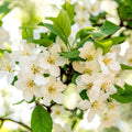 Crabapple Tree Live Plant 6 to 10 Inch Tall, Crabapple Plant Live Well Rooted Starter Plant Zones 4 to 9
