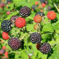 Raspberry Plant Live for Planting 6 to 12 Inch Height, Raspberry Bush Live Plant to Grow, Sweet Raspberries Seedling Outdoor (Black Raspberry)