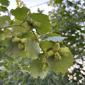 Hazelnut Tree Live Plant 1-2ft Tall, Hazelnut Bushes Plant