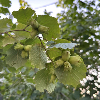 Hazelnut Tree Live Plant 1-2ft Tall, Hazelnut Bushes Plant