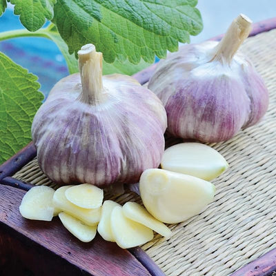 Garlic Bulbs for Planting, 8oz Approx. 4-5 Bulbs for Growing