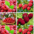 04 Raspberry Plants Live for Planting, Outdoor Spring Fast-Growing, 4-6" Sweet Berry Fruits Seedlings (Red Thornless Raspberry)