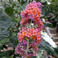 Bicolor Butterfly Bushes Plant, Butterfly Flowers Starter Plant, Cut Back Dormant, 3 to 6 Inch Tall for Butterfly Bushes, Fragrant Flowers for Garden