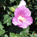 Light Pink Rose of Sharon Plant Live 4 Inch Container, Hardy Hibiscus Plant Live, Althea Hibiscus Syriacus Flowers