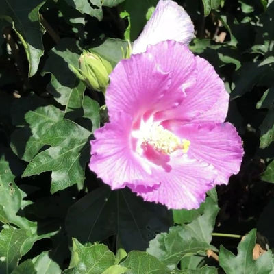 Light Pink Rose of Sharon Plant Live 4 Inch Container, Hardy Hibiscus Plant Live, Althea Hibiscus Syriacus Flowers
