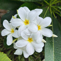White Plumeria Plant Live, Plumeria Fragrant Flower Plant, 4 Inc Potted