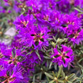 1-2 Ft Rhododendron Plants Live Bush Shrubs in 1 Gallon Pot for Planting, Azalea Bush Ready Plant, Live Rhododendron Plant Azalea (Purple Violet)