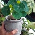 2.5"-3" Cephalantha Stephania Plant Medium Caudex, Medium Succulent with No Hair Roots, Already Sprouts, Rare Caudex for Indoor Outdoor, Cold Hardy