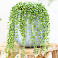 String of Pearls Live Plant, Rare Succulent Houseplant Indoor Home Decoration