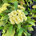 Yellow Crown of Thorns Plant Live, Euphorbia Plants Live, Euphorbia Milii Plant Live, Cactus Plants Live Houseplants, 4" Pot